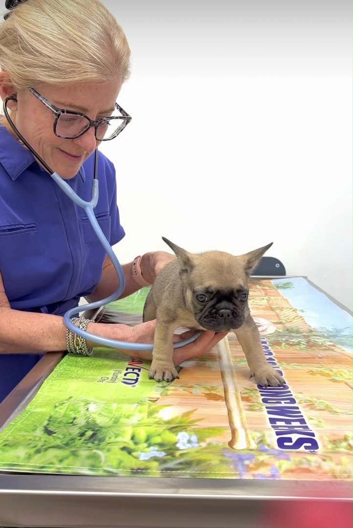 French Bulldog puppy getting a vet health check