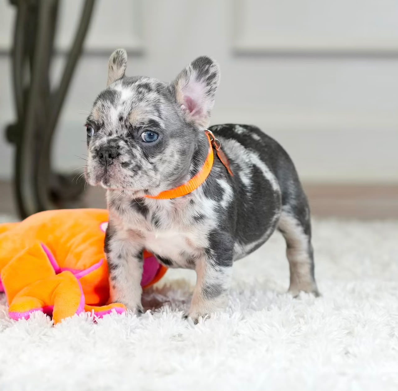Leo, Male French Bulldog puppy
